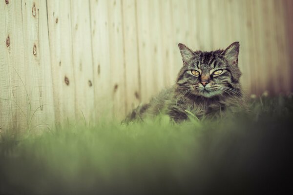 Unsere graue Katze liegt am Zaun