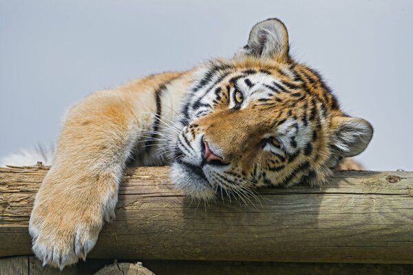 Comment peu de tigres de l amour sont restés dans la nature