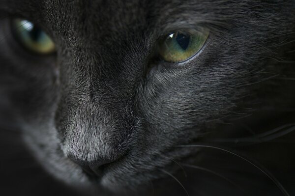 Portrait d un chat. Yeux verts