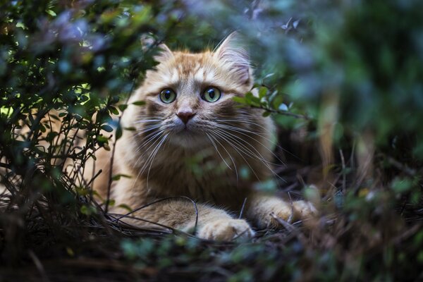 The cat hid in the bushes