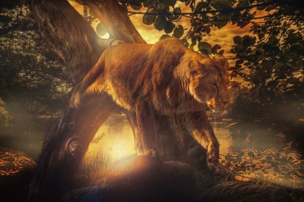 Art wallpaper lioness on the hunt