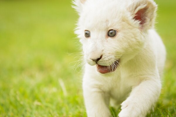 A white lion cub runs through the green grass