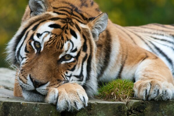 Che sguardo malinconico e triste ha una tigre nella foto