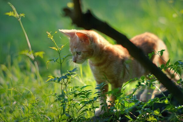 Рыжий котёнок вышел погулять