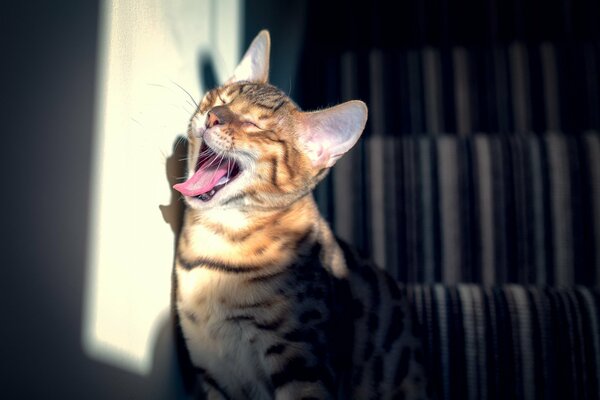 El gato bostezante salió a la luz