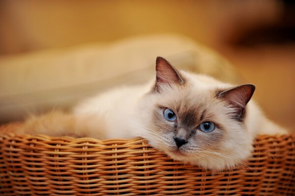 Eine blauäugige Katze liegt im Korb