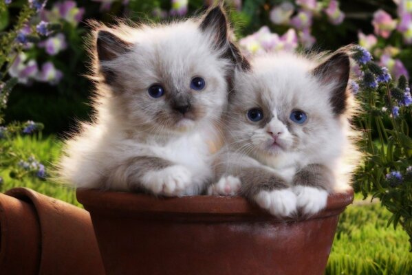 Kittens are sitting in a flower pot