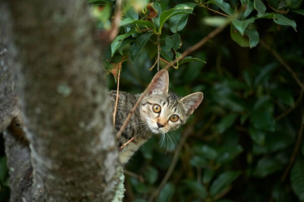 Naughty kitten on the background of the forest