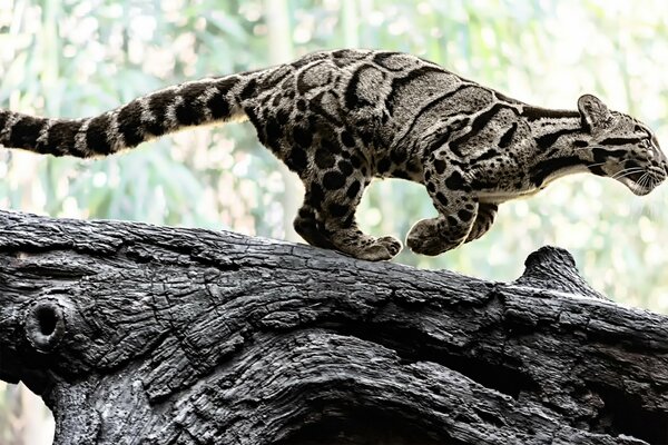 Ein rauchiger Leopard auf einem Baumstamm neigt nach vorne