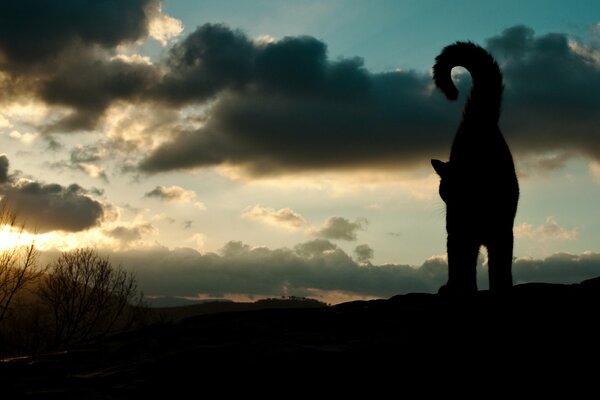 Silhouette del gatto con la coda sollevata