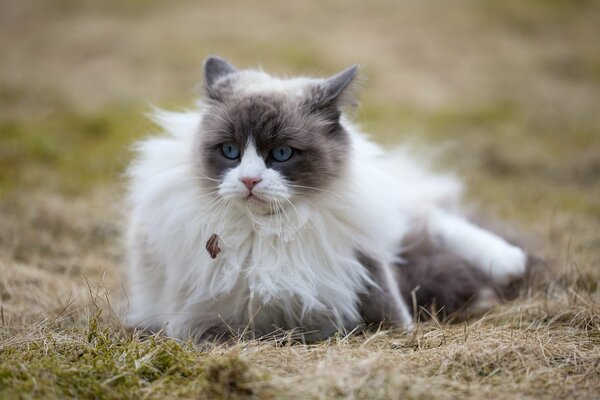 Flauschige Katze bei windigem Wetter