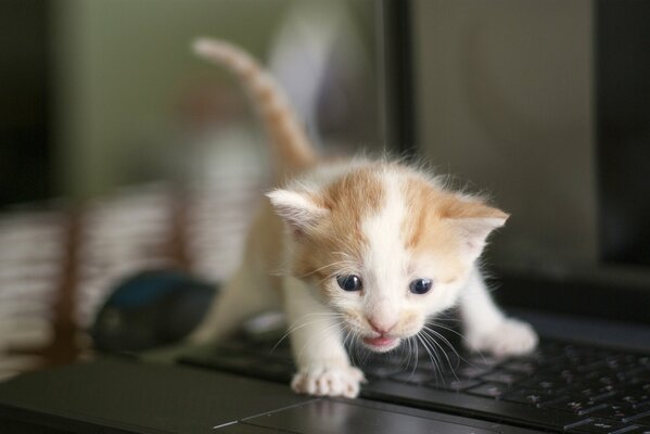 Cute white-red kitten on a laptop