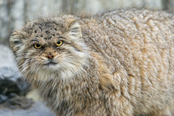 Der harte Blick des Raubtiers Manul