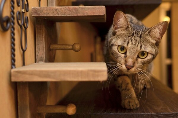 Gray shkodina goes along the edge of the furniture