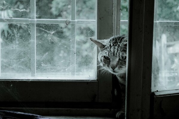 Una ventana desde la que se asoma un gato de rayas grises