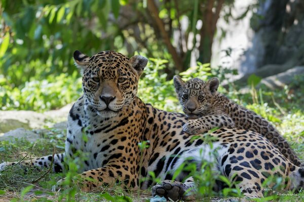 Jaguar y su cachorro en el bosque