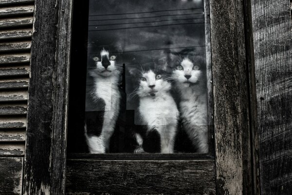 Tres gatos sentados en una ventana