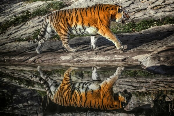 Reflejo del depredador tigre en el agua