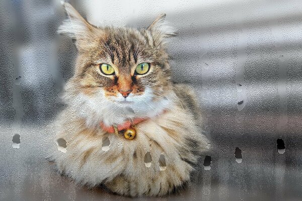 Le chat regarde par la fenêtre avec un regard perçant