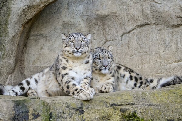 En el mundo animal, el leopardo de las Nieves