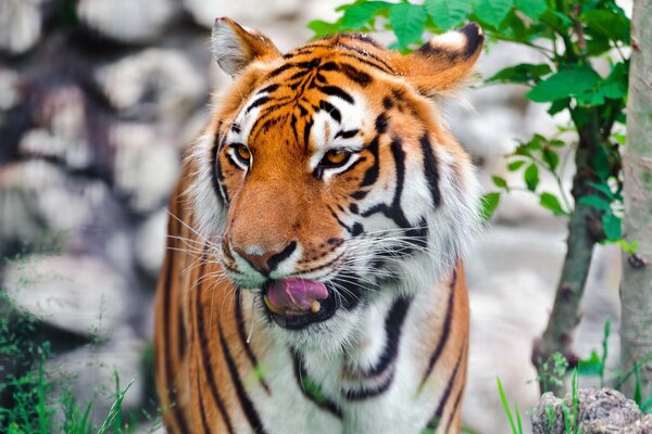 Tigre de l amour sur fond de nature