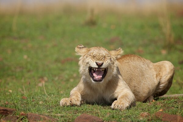 La risa del gato León salvaje