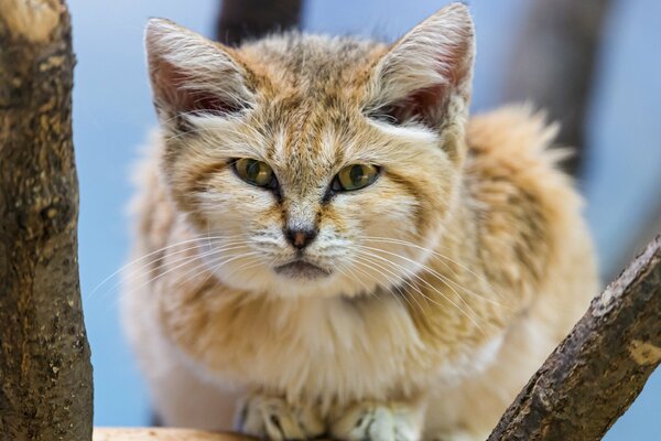 Chat de sable sur l arbre