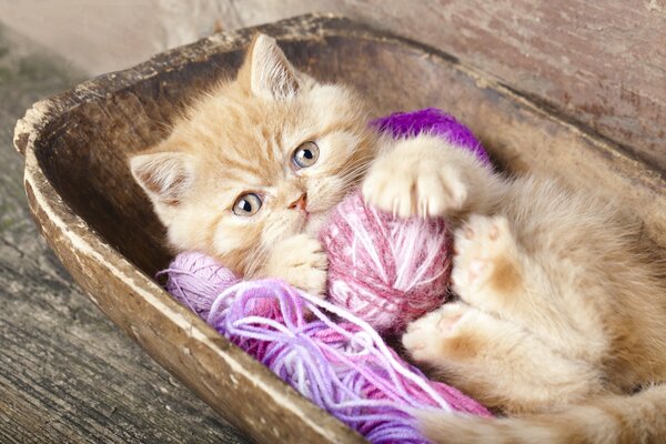 A little red kitten is playing with pink balls