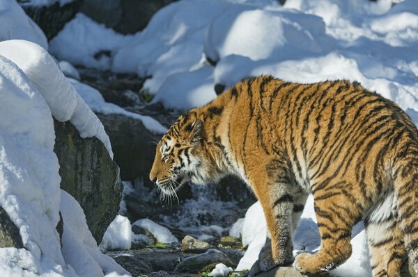 El tigre camina en Valera de invierno