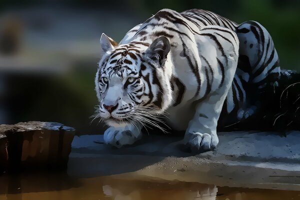 Sentado tigre blanco acechando