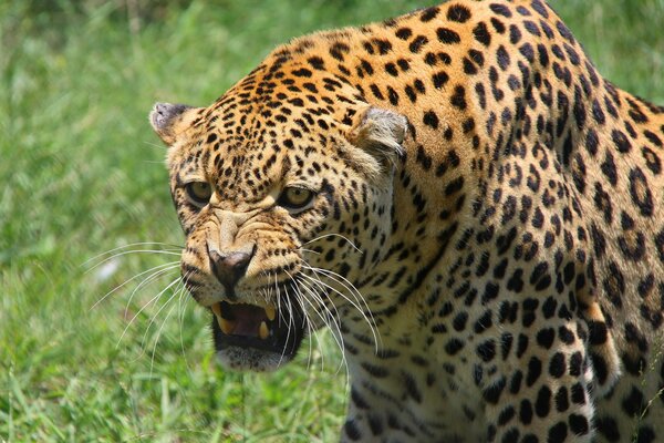 El leopardo se eriza y ogressya en un claro verde