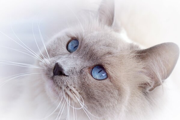 Ciel beaux yeux chez le chat