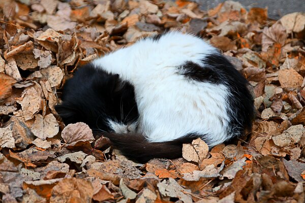 The kitten is sleeping in the autumn leaves