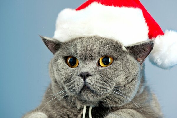 Grey cat with a Christmas hat