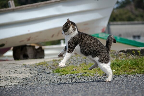 Striped black and white cat attacks