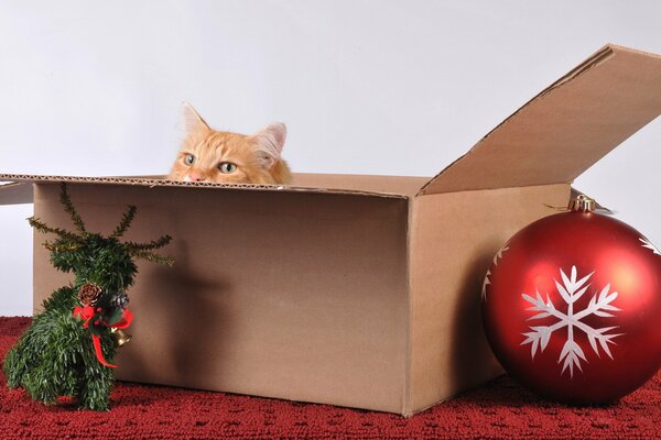 Chat dans une boîte avec une boule de Noël