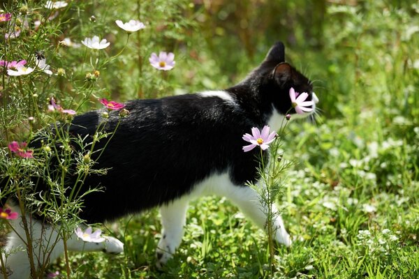 El gato blanco y negro salió a dar un paseo