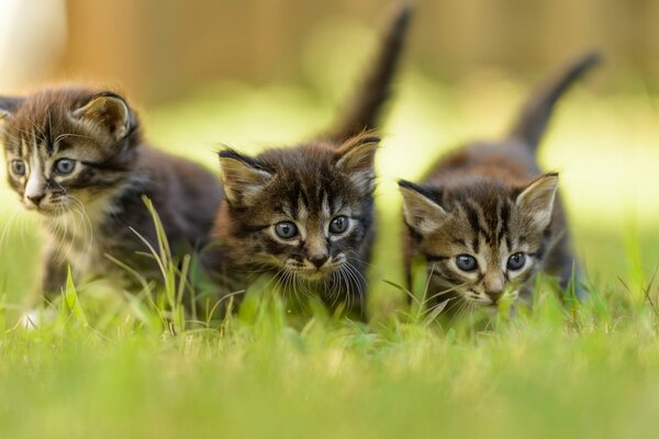 Grey kittens in the progolkev forest