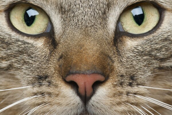 Die Schnauze einer Katze mit grünen Augen