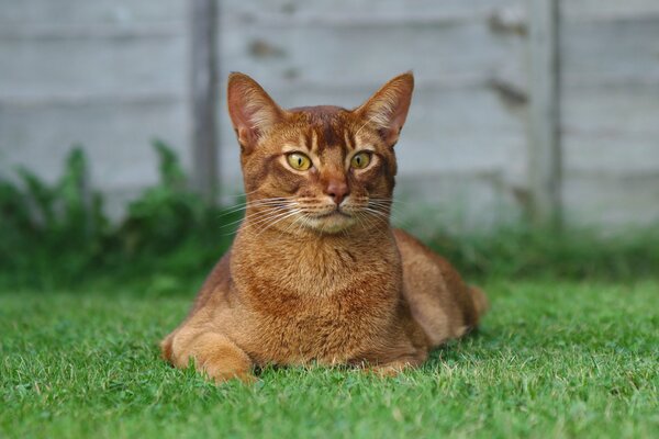 A red-haired cat is lying on the grass