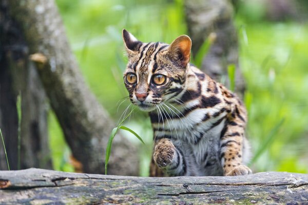 Chat nain du Bengale accroupi dans la forêt