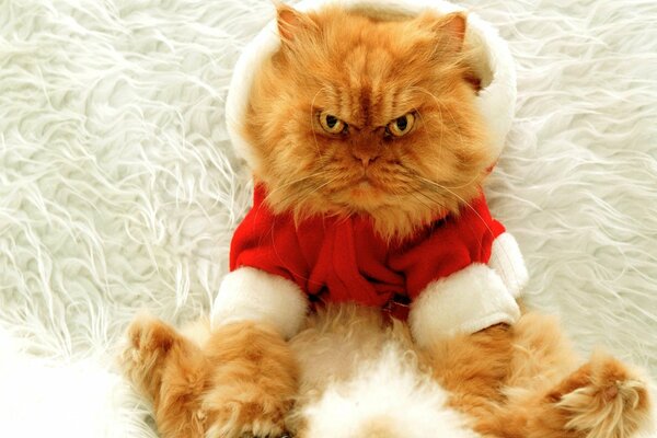 Angry ginger cat in a New Year s costume