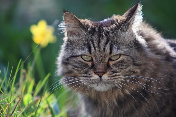 Strabismo insoddisfatto di un gatto peloso, caccia nell erba