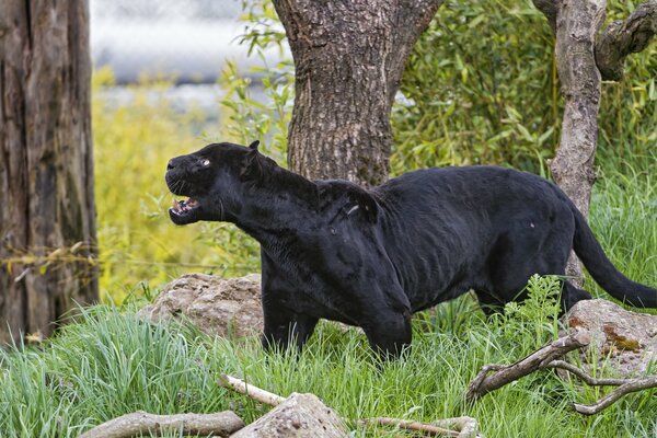 A black jaguar in a thicket of grass