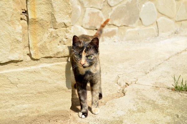 Chat de rue. Maison en brique