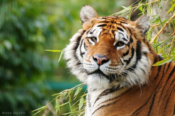 Handsome tiger looks in profile