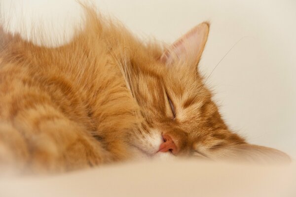 Chaton Rousse dort doucement