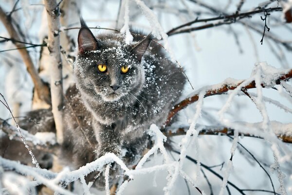 Katze im Hintergrund eines Wintermärchens