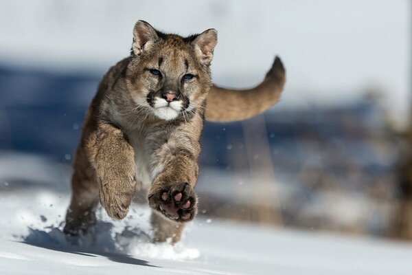 Puma jump into thick snow