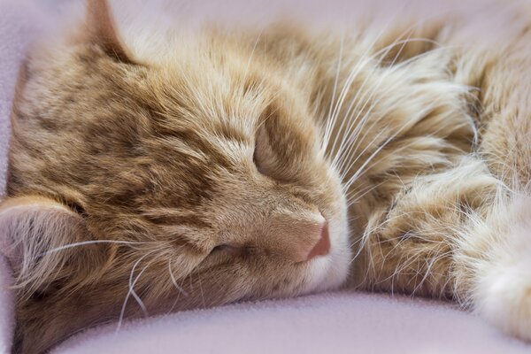 Le chat roux miaulait beaucoup et dormait constamment